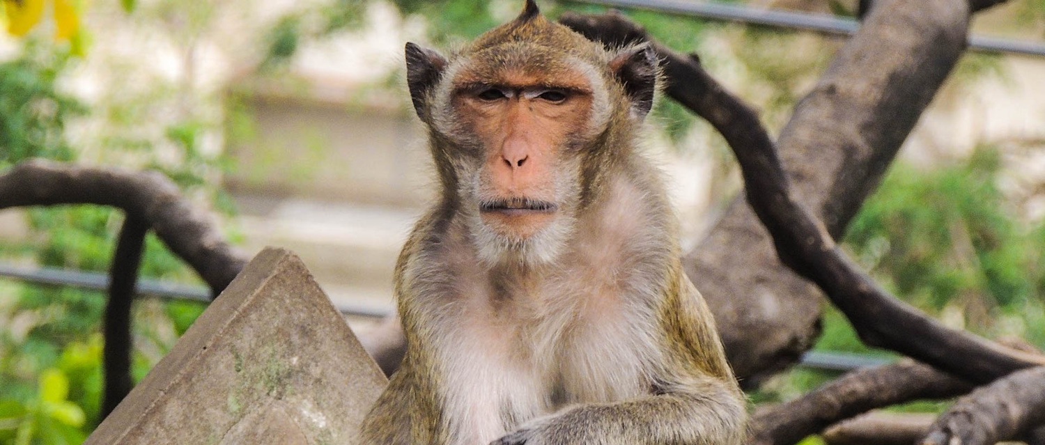 Тайланд | Желание получить фото с обезьяной на память привело туристку на больничную койку. 